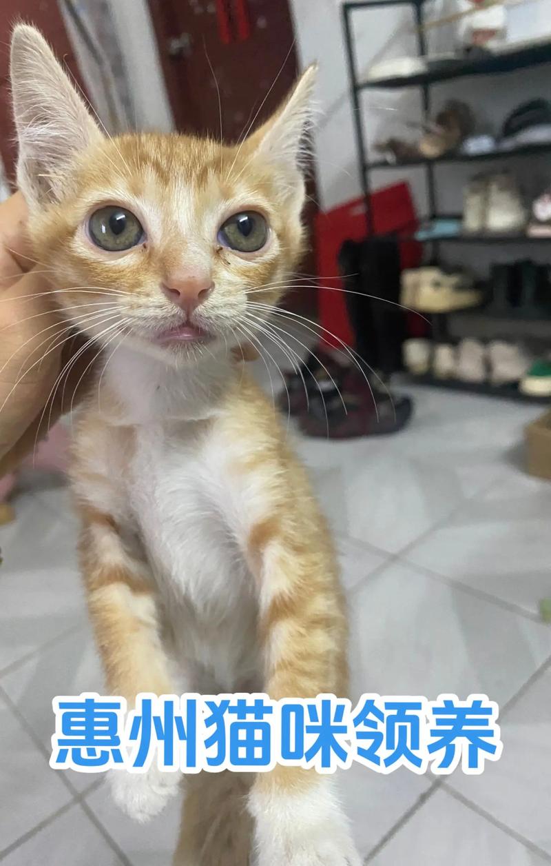 今日科普一下！领养猫咪陷猫贷纠纷,百科词条爱好_2024最新更新