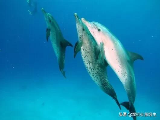 今日科普一下！澳洲海滩现奇怪生物,百科词条爱好_2024最新更新