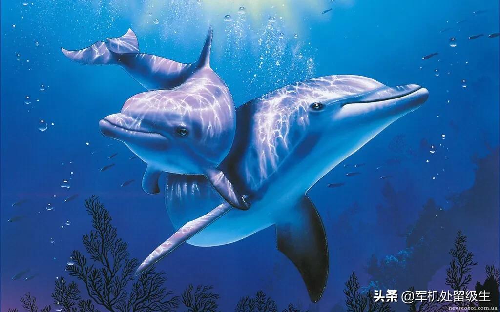 今日科普一下！澳洲海滩现奇怪生物,百科词条爱好_2024最新更新