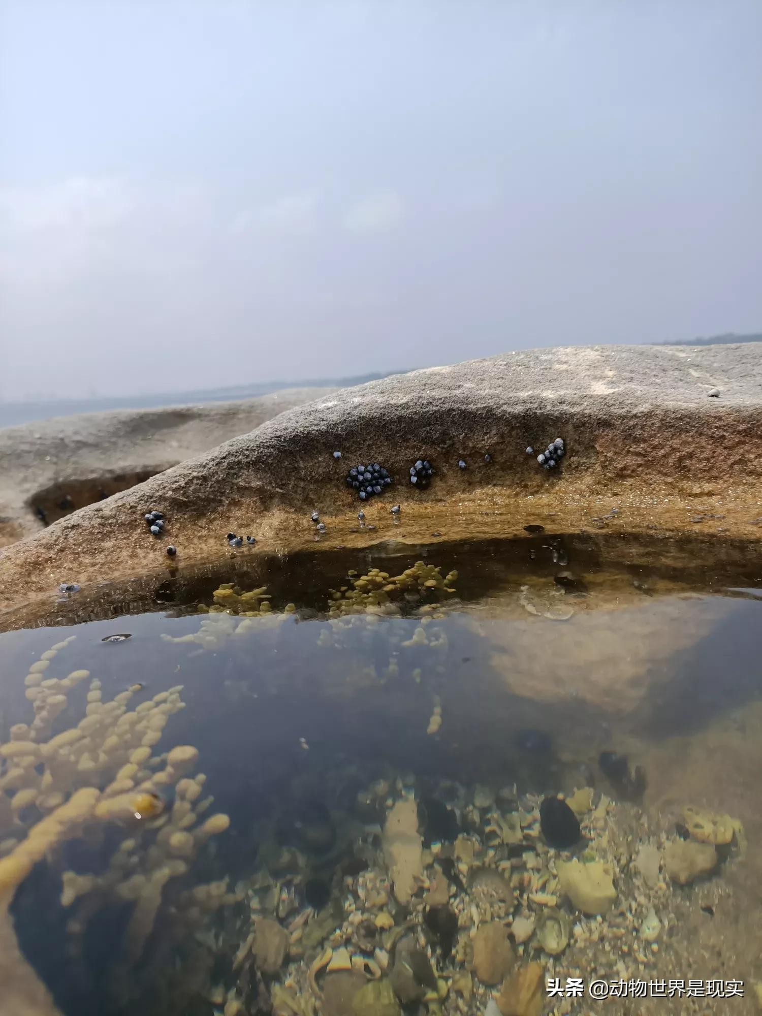 今日科普一下！澳洲海滩现奇怪生物,百科词条爱好_2024最新更新