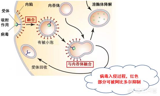 今日科普一下！百分百预防艾滋药物,百科词条爱好_2024最新更新