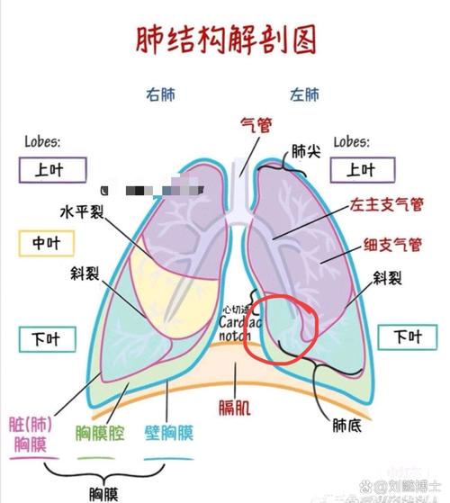 今日科普一下！人偏肺病毒有啥症状,百科词条爱好_2024最新更新