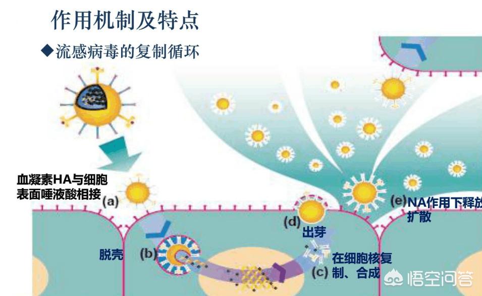 今日科普一下！奥司他韦该怎么吃,百科词条爱好_2024最新更新