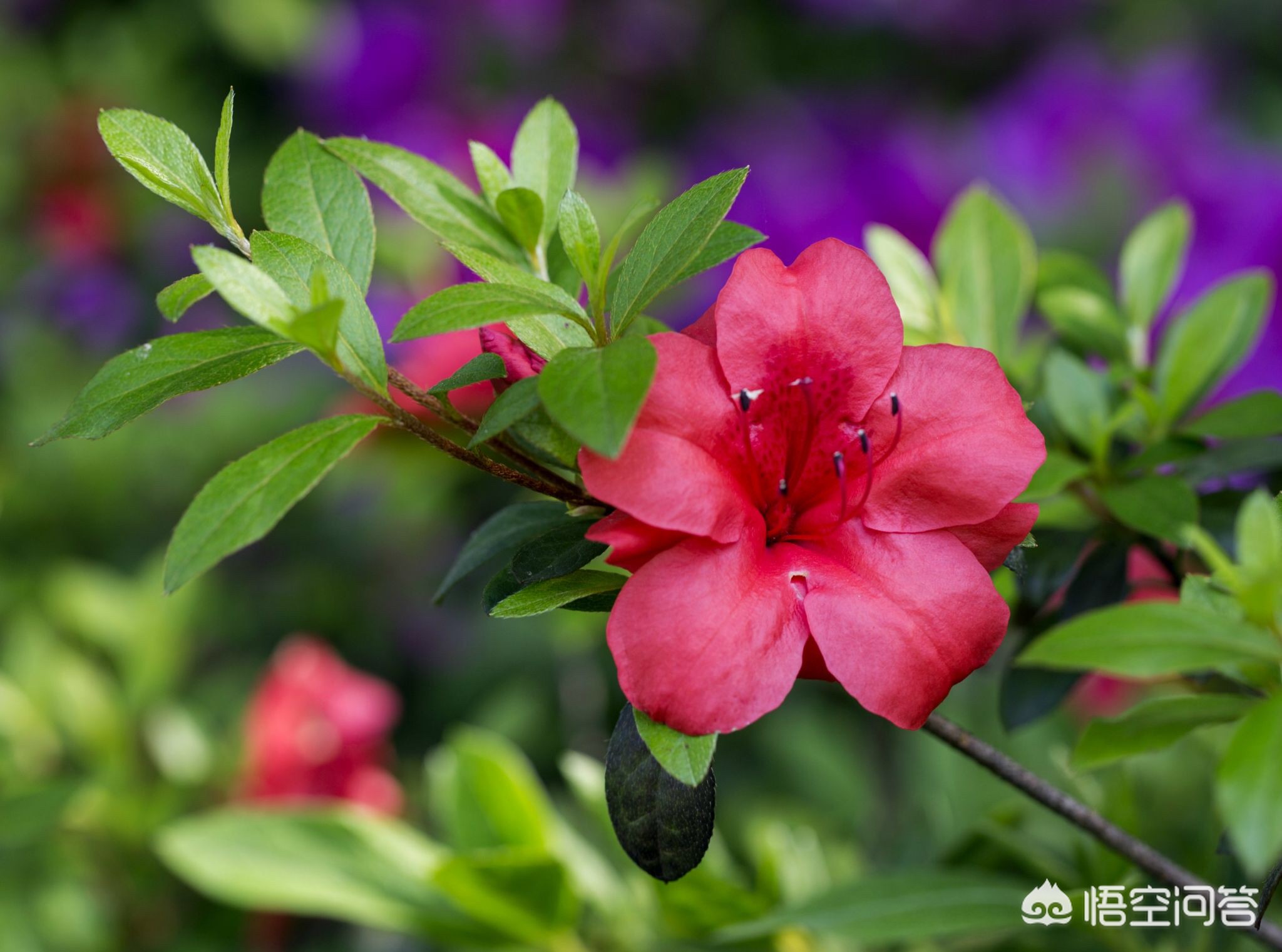 今日科普一下！春节临近年宵花热销,百科词条爱好_2024最新更新