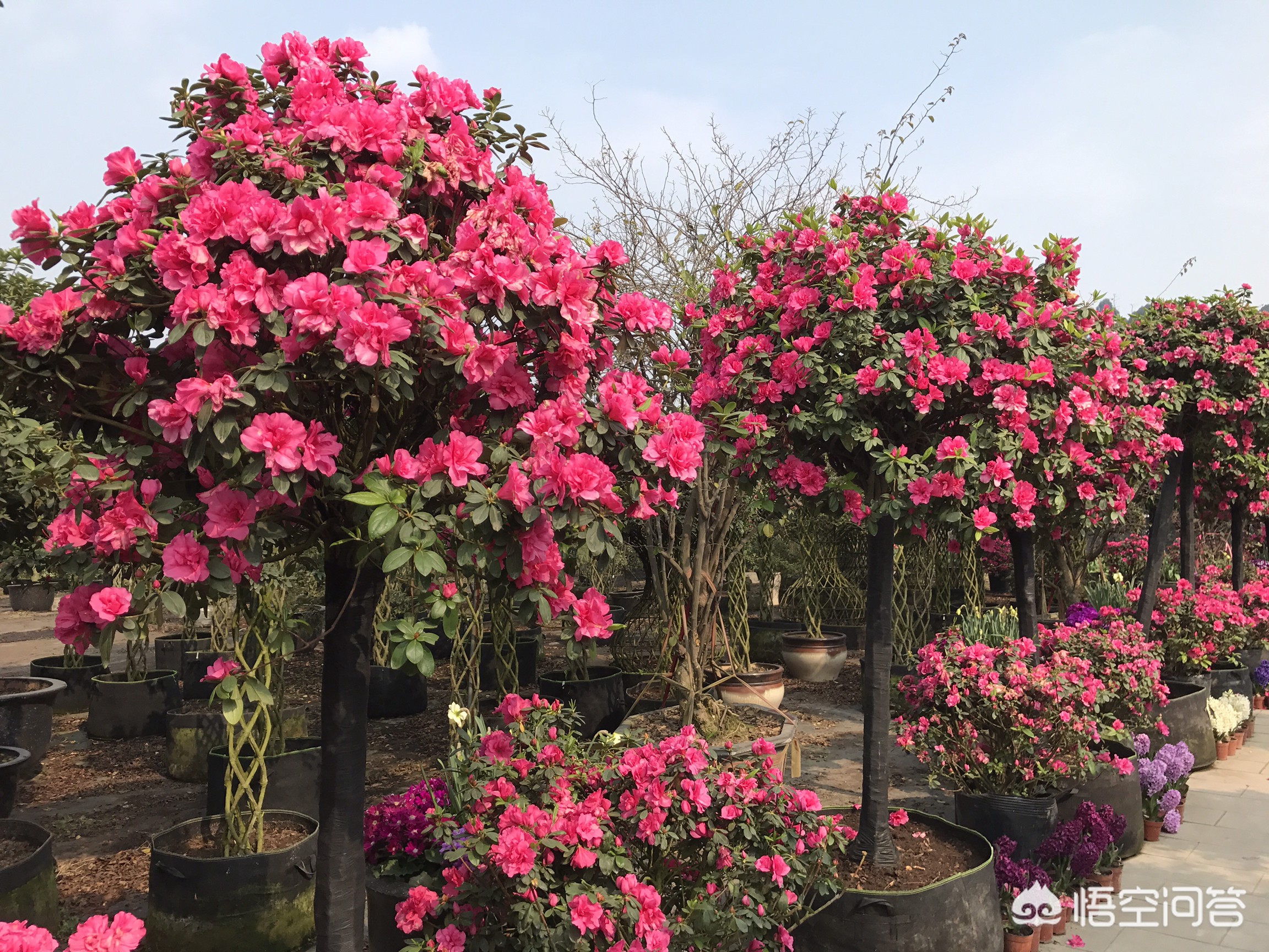 今日科普一下！春节临近年宵花热销,百科词条爱好_2024最新更新